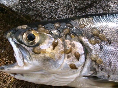 Parasitic Sea Lice A Problem For Salmon Farms Around the World